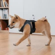 Insta360 GO2 Pet Strap Mount